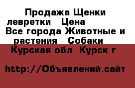 Продажа Щенки левретки › Цена ­ 40 000 - Все города Животные и растения » Собаки   . Курская обл.,Курск г.